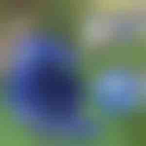 Állítható fényvisszaverő hám és póráz | LEASHNGO