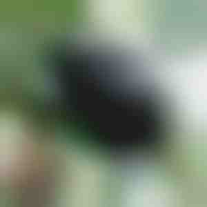 Egészséges gyökereket nevelő doboz (5 darab) | ROOTY