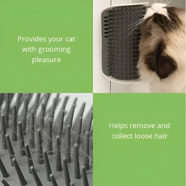 CATGROOM-3831127643348-EN-2__210326