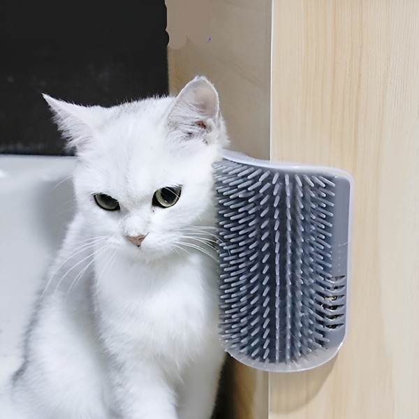 CATGROOM-3831127643348-N-1__210326